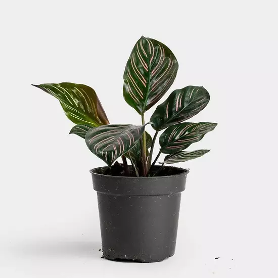 Calathea ornata pinstripe