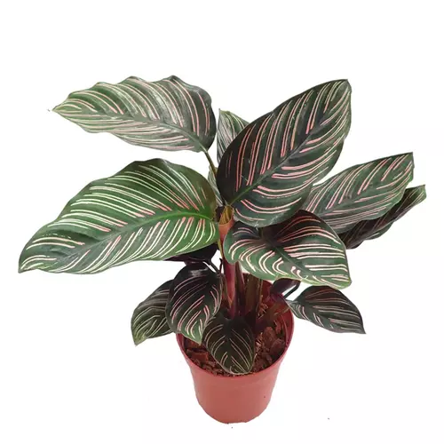 Calathea Sanderiana - Pin-Stripe