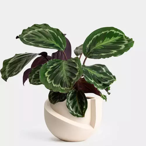 Calathea Roseopicta