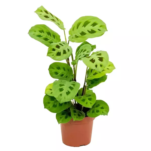 MARANTA LEUCONEURA KERCHOVEANA