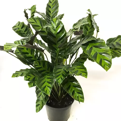 Calathea louisae