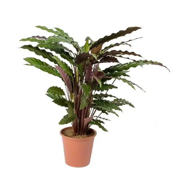 Calathea Rufibarba