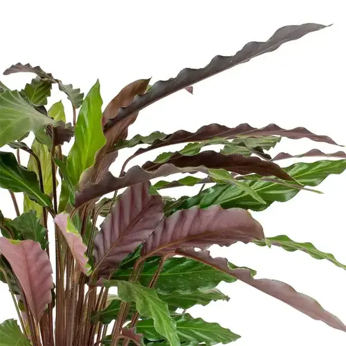 Calathea Rufibarba