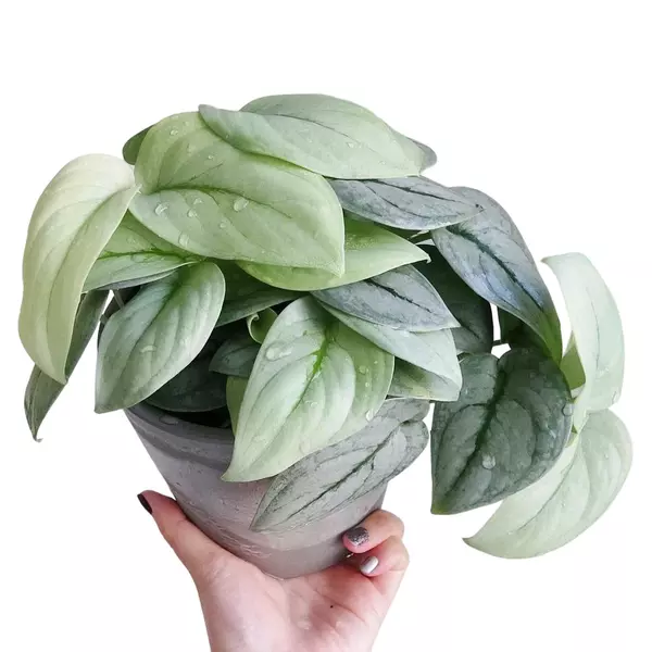 Scindapsus Platinum Silver Hero