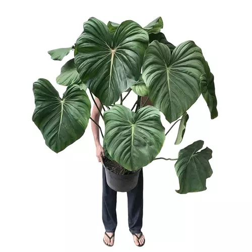 philodendron pastazanum