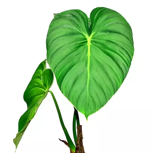 philodendron pastazanum