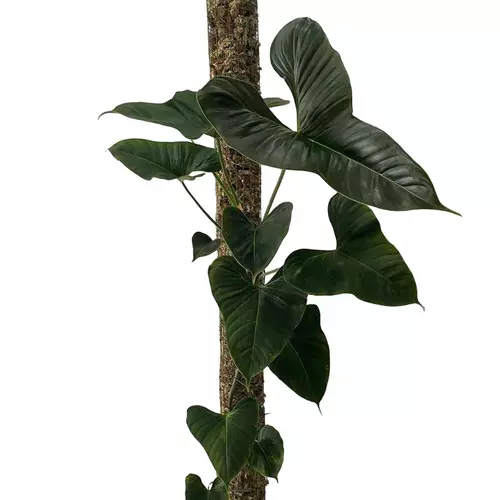 Philodendron Lupinum