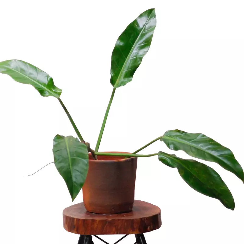 Philodendron Green Orlando