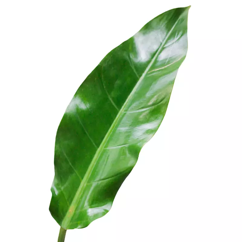 Philodendron Green Orlando