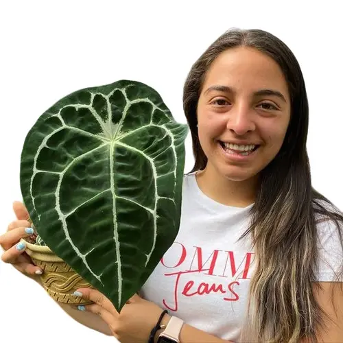 Anthurium forgetii white stripes