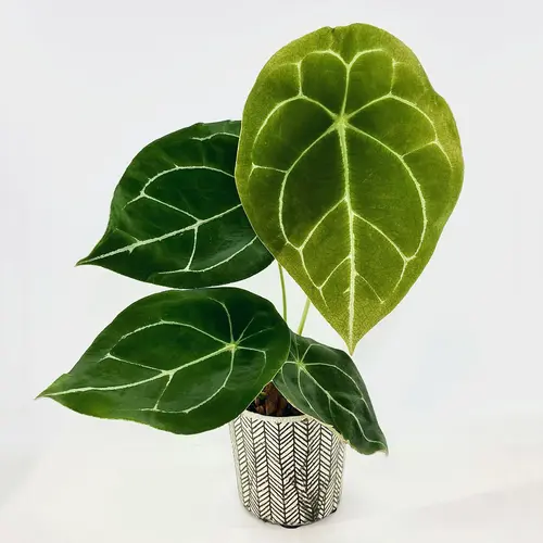 Anthurium forgetii white stripes