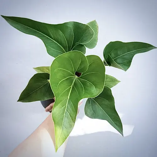 anthurium brownie