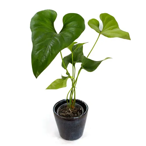 anthurium brownie