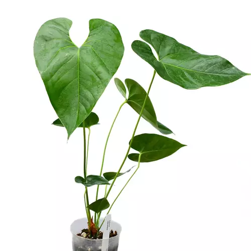 Anthurium Watermaliense Hybrid