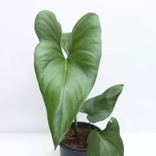 Anthurium Watermaliense Hybrid