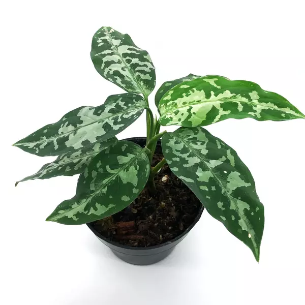 Aglaonema Pictum Bicolor