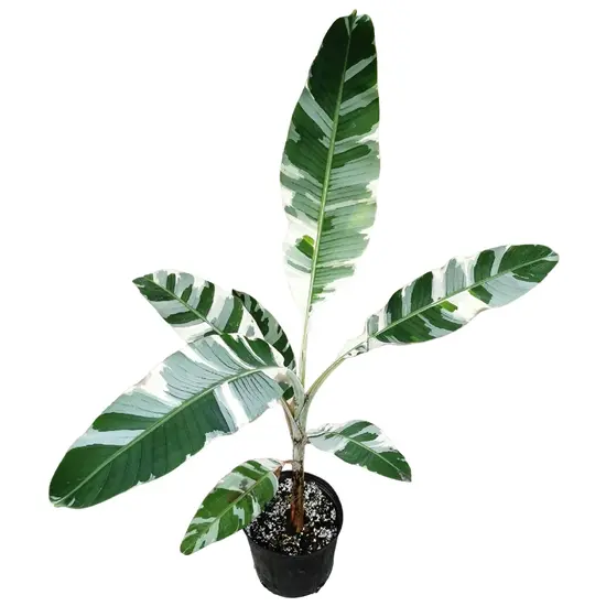 Variegated Banana Tree