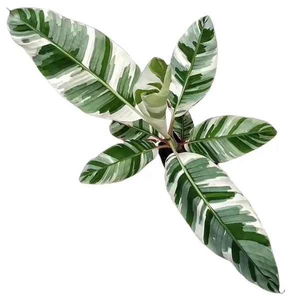 Variegated Banana Tree