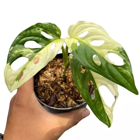 Monstera Adansonii Albo Variegated
