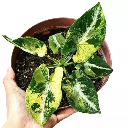 SYNGONIUM SCRAMBLED EGGS