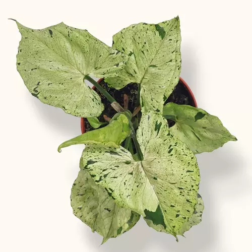 SYNGONIUM PODOPHYLLUM ‘GREY GHOST’