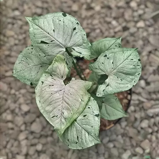 SYNGONIUM PODOPHYLLUM ‘GREY GHOST’