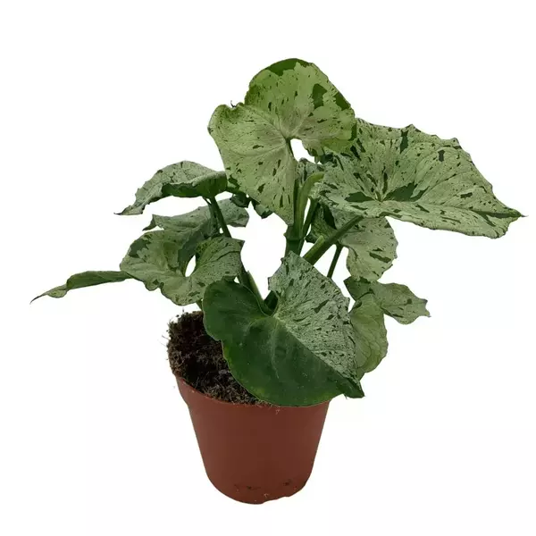 SYNGONIUM PODOPHYLLUM ‘GREY GHOST’