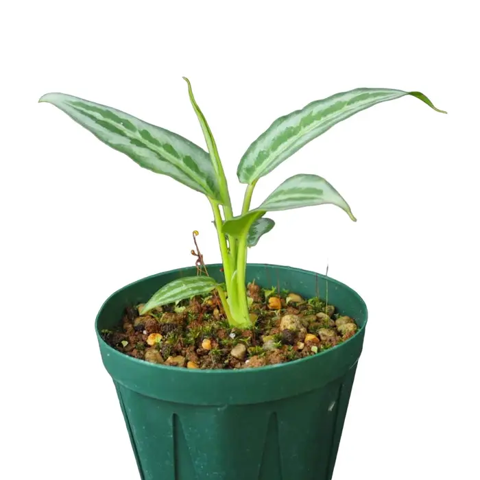 schismatoglottis hainanensis