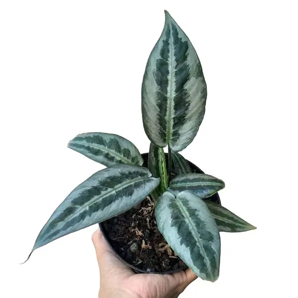 schismatoglottis hainanensis