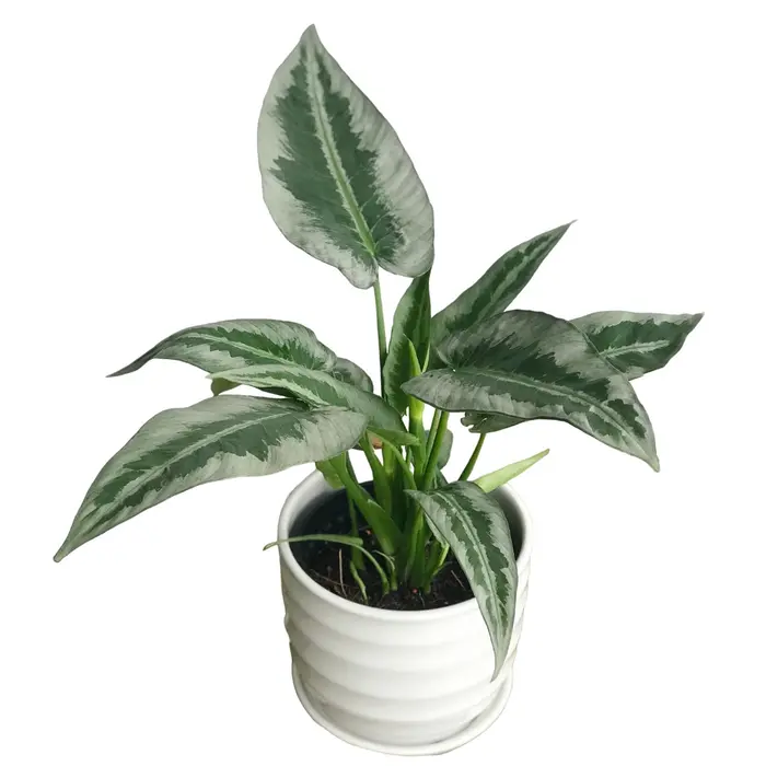 schismatoglottis hainanensis