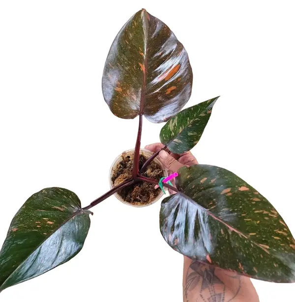 Philodendron Orange Princess variegated
