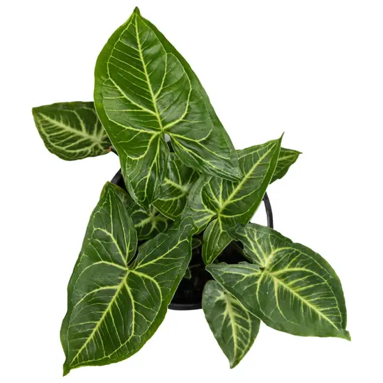 Syngonium albolineatum