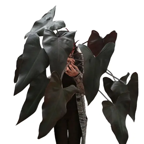 Philodendron Black Majesty