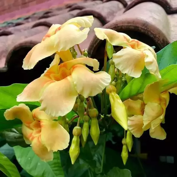 Odontadenia Macrantha