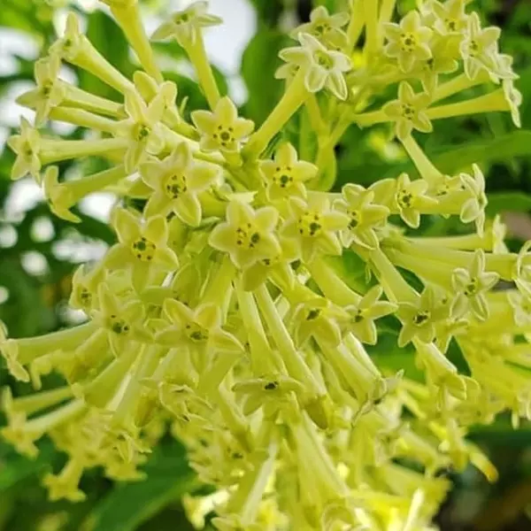 Motia Attar (Night Blooming Jasmine)