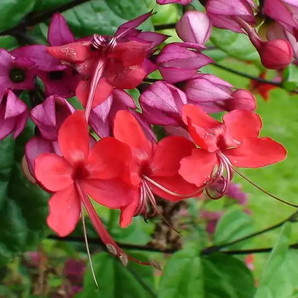 Bleeding Heart Vine Red