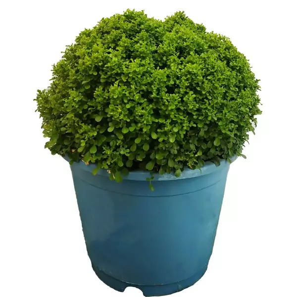 Dwarf Murraya Paniculata (Dwarf Kamini)