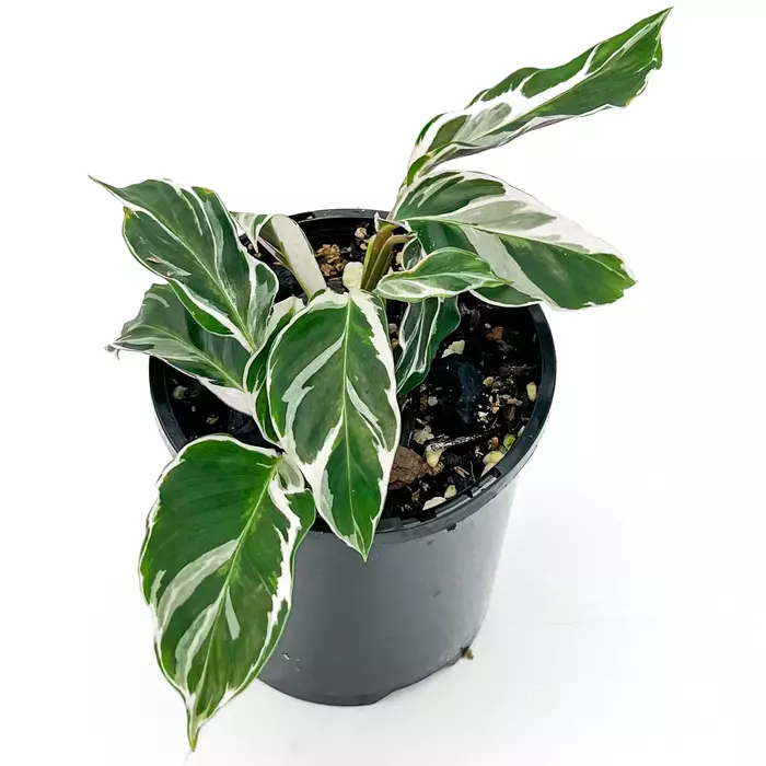 White Fusion Calathea