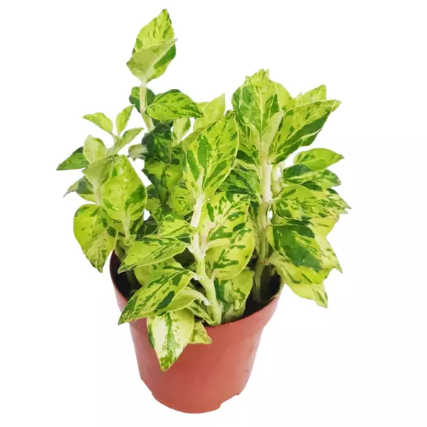 Pedilanthus Tithymaloides 'Splish Splash'