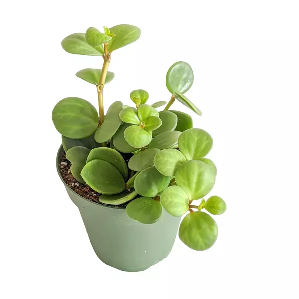 Peperomia "Hope"