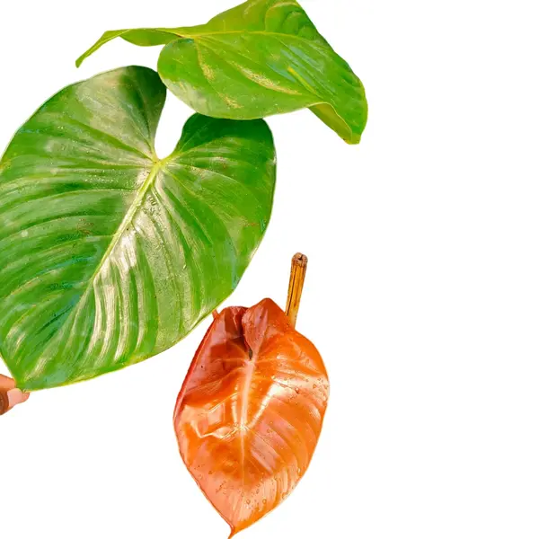 Philodendron Lynamii