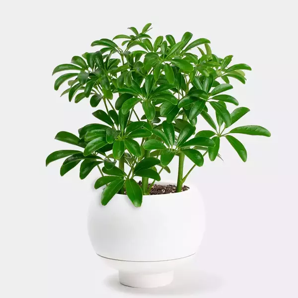 SCHEFFLERA ARBORICOLA