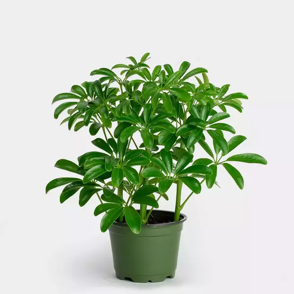 SCHEFFLERA ARBORICOLA