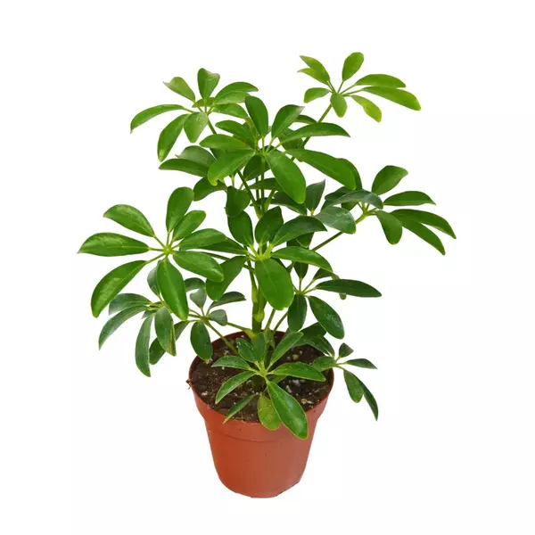 Schefflera Arboricola 'Umbrella Plant'