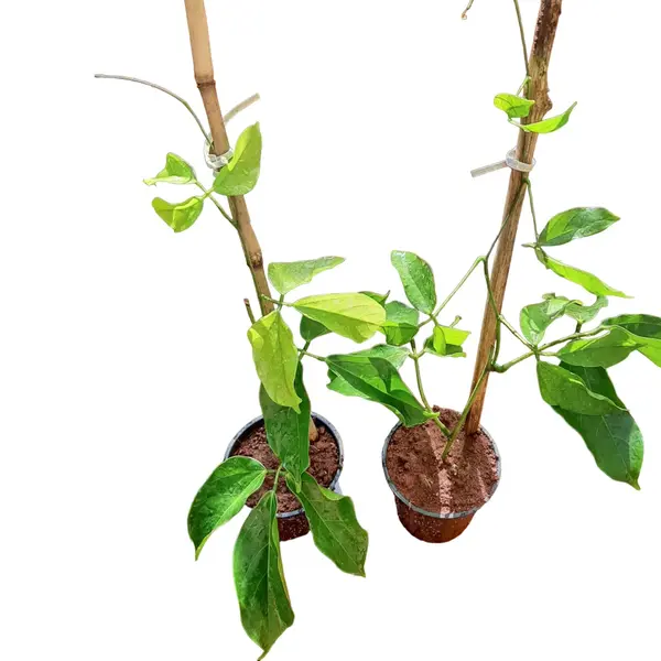 Blue Jade Vine (Strongylodon Macrobotrys) - Image 3