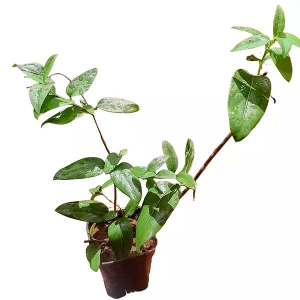 'Scentsation' Honeysuckle Vine