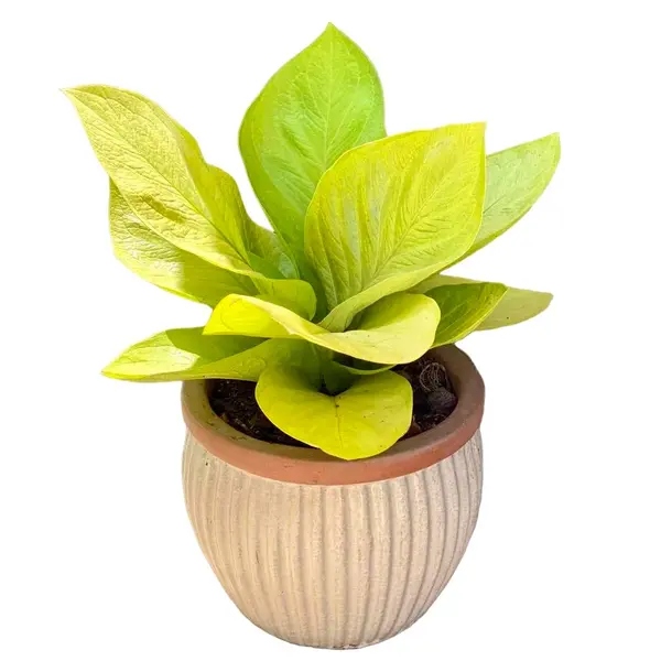 Anthurium jenmanii 'Gold'