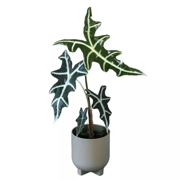 Alocasia ‘Nobilis’