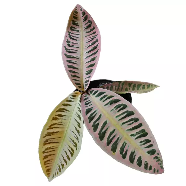 Labisia sp. Jambi Pink