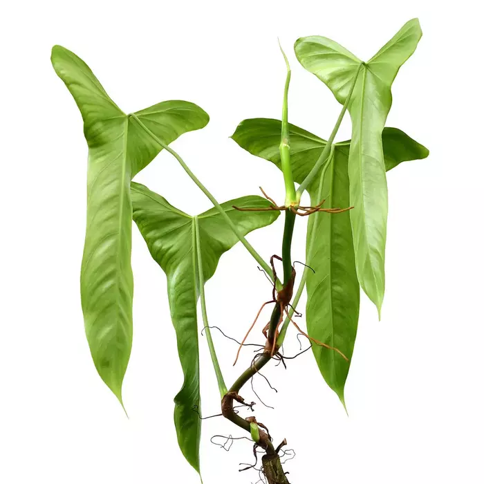 Philodendron balaoanum